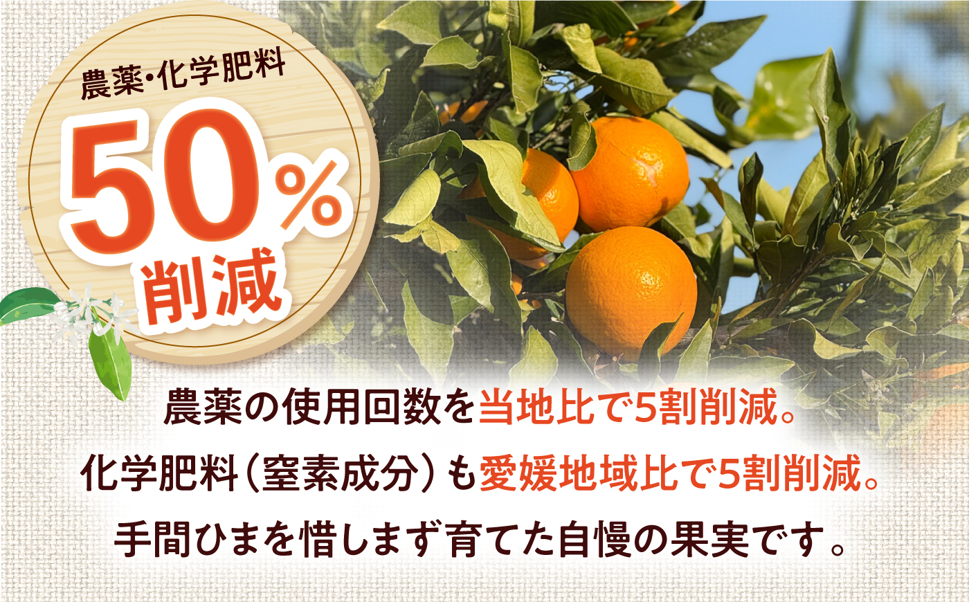 みかん 訳あり せとか 約10kg サイズ不揃い【2月下旬から3月下旬まで順次発送】 / フルーツ 果物 蜜柑 ミカン オレンジ 訳あり 訳アリ 小玉 甘い 先行予約 10kg 愛媛 / 愛媛県砥部町