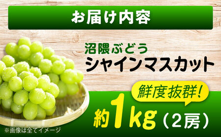 数量限定/9月上旬～9月下旬頃発送 沼隈ぶどう シャインマスカット 約1kg(2房) 広島県福山市/福山市農業協同組合　沼隈グリーンセンター ぶどう ブドウ 葡萄 種なし 大粒 マスカット シャインマ