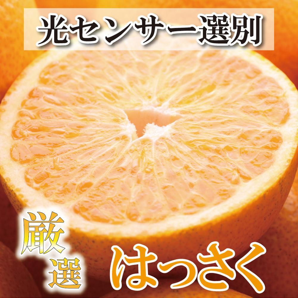 
＜4月より発送＞厳選樹上完熟はっさく4kg+120g（傷み補償分）
