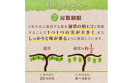 ≪先行予約≫2024年 山形県 高畠町産 ご家庭用 冬のシャインマスカット 1.2kg（2～4房） 2024年12月中旬から順次発送 クリスマス Xmas 年内届け ぶどう ブドウ 葡萄 マスカット 