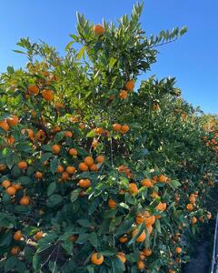 ［秀品・サイズ２Ｓ］和歌山有田産！早生みかん≪10kg≫［予約販売］［数量限定］まる隆果樹園