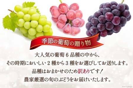 【2026年発送】ぶどう 訳あり 約 1.2kg 食べ比べ 山梨 やまなし ブドウ 季節 葡萄 贈り物 品種 おまかせ フルーツ 果物 くだもの 山梨県産 期間限定 季節限定 冷蔵