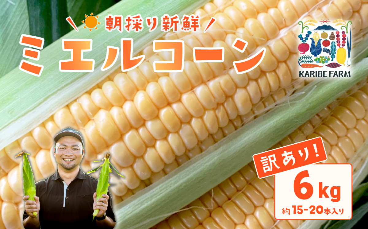 【 訳あり 】【先行予約】下妻産 朝採りとうもろこし （ ミエルコーン ） 約6kg 【 とうもろこし とうきび トウモロコシ ジューシー 甘い 蜂蜜 はちみつ ミエル Miel スイーツ デザート ミエルコーン 人気 野菜 新鮮 おすすめ スイートコーン 】[SZR]