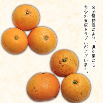 ふるさと納税 淡路市 淡路島なるとオレンジ 4kg 【発送時期2026年3月〜4月】　an13002 |  | 03