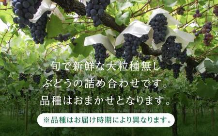 【先行予約 9月中旬～11月中旬発送】 季節の大粒種無しぶどう 詰め合わせ 約1.2kg（2房～3房）| ぶどう MA001