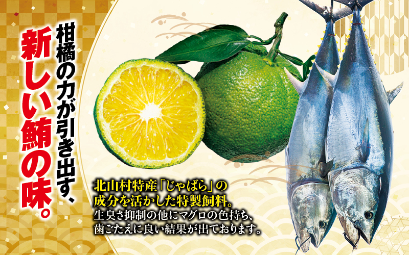 本マグロ 大トロ&中トロ＆赤身セット 500g（養殖)  【配達日指定不可】濃厚な赤身と高級部位トロの鮪好きにはたまらないセット 【nks110D】