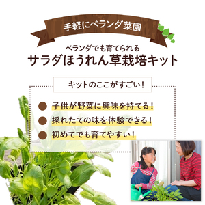 ベランダでも育てられるサラダほうれん草栽培キット　Fis-A06 趣味 ガーデニング 家庭菜園 園芸 ベランダ菜園 プランター 種 種子 プロ仕様の肥料 培養土 サラダに 苗 植物 家庭菜園 花壇 プ