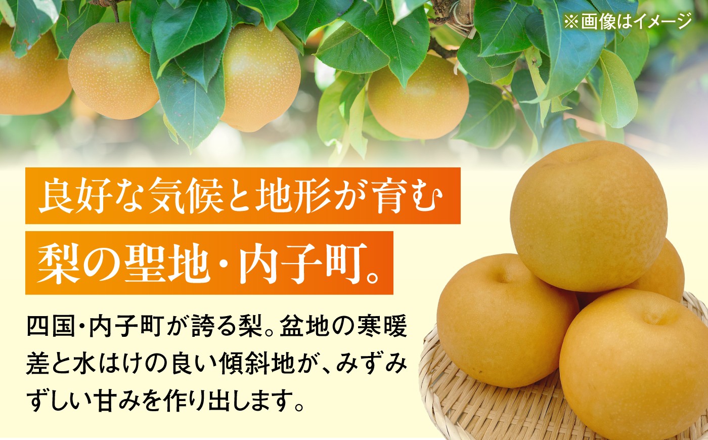 梨 なし ナシ 和梨 果物 フルーツ 国産梨 ナシ なし 豊水 ほうすい 甘い ジューシー 多汁 旬 愛媛