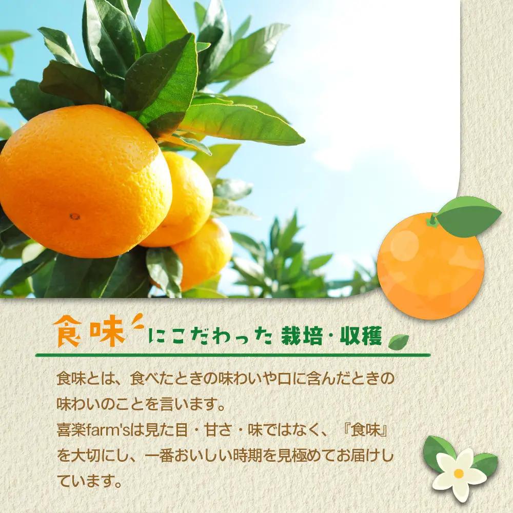 有田みかん サイズ不揃い 10kg みかん 温州 柑橘 和歌山 産地直送 喜楽farms
