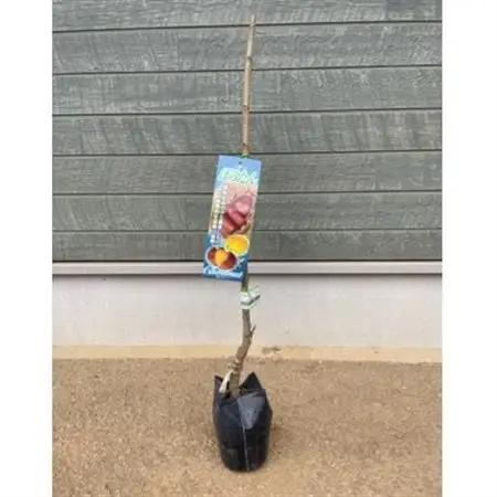栗・ぽろたん苗木　1本_花・観葉植物 観葉植物・苗木  _【1356029】