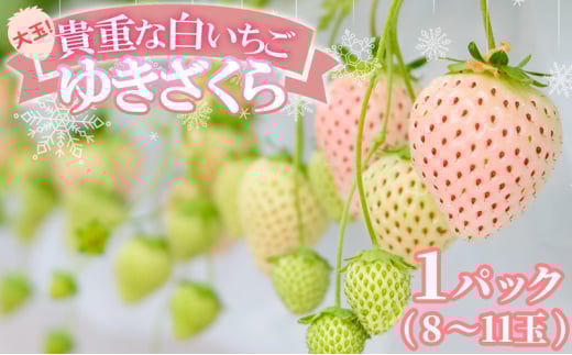 いちご 大玉！希少 白いちご ゆきざくら (1パック 8玉又は11玉入り) イチゴ 果物 ギフト ※配送不可：離島
