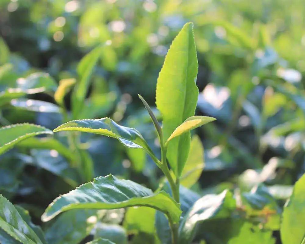 紅茶 宝箱の有機和紅茶 島根県松江市/有限会社宝箱[ALBI004] 紅茶 紅茶