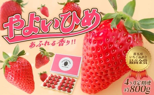 【4ヶ月定期便】いちご やよいひめ 贅沢時間 約800g 群馬県いちご品評会最高金賞受賞 | 非日常 朝採れ やみつき高品質 たっぷり 贈答用 新鮮 完熟 いちご 旬 苺 ストロベリー 高級 産地直送 果汁 甘い あまい 人気 高評価 贈答いちご 高糖度 ごほうび プレゼント 桑原いちご園 群馬県 前橋市