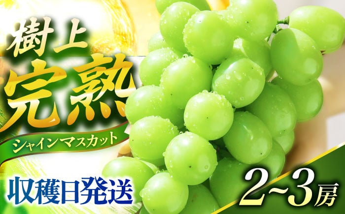 
            【2025予約 2025年9月～10月頃発送】ご家庭用シャインマスカット 1.2kg前後（2～3房）長与町/果豊園 [ECL005] しゃいんますかっと シャインマスカット 先行予約 あまいシャインマスカット 2025予約 大粒 1.2kg 果物 くだもの フルーツ ぶどう 葡萄 旬 大きい 人気
          