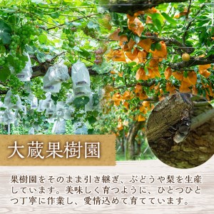s097 ＜先行予約受付中！2025年8月下旬〜10月上旬頃に発送予定＞鹿児島県さつま町産のぶどう♪シャインマスカット(2kg)皮ごと食べられる！ジューシーで上品な甘みのブドウ【大蔵果樹園】