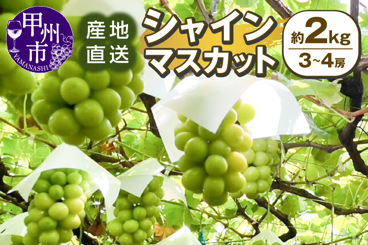 
            甲州市産 産地直送 シャインマスカット 約2.0kg（3～4房）【2025年発送】（SSI）B18-1830【シャインマスカット 葡萄 ぶどう ブドウ 令和7年発送 期間限定 山梨県産 甲州市 フルーツ 果物】
          