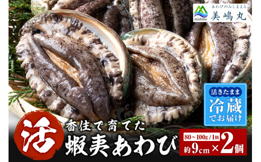《12/21まで年内発送》【冷蔵 活あわび 養殖 9cm×2枚 160～200g (1個80～100g）】満点青空レストラン うまい！おせち2023に採用されました！アワビ 鮑 活アワビ あわび 海鮮 貝 魚介 お刺身 BBQ バター焼き 新鮮 日本海 養殖 昆布 レシピ入り 人気 テレビ 紹介 話題 高級 香美町 香住 山陰 13000円 20-11 202512_年内発送 魚介 お正月準備