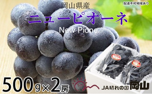 
                  ぶどう 2026年 先行予約 ニュー ピオーネ 約500g×2房 ブドウ 葡萄  岡山県産 国産 フルーツ 果物 ギフト 果物類 
                