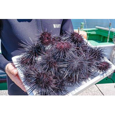 ふるさと納税 長門市 瓶詰めウニ 60g×4本 合計240g (1412) |  | 02