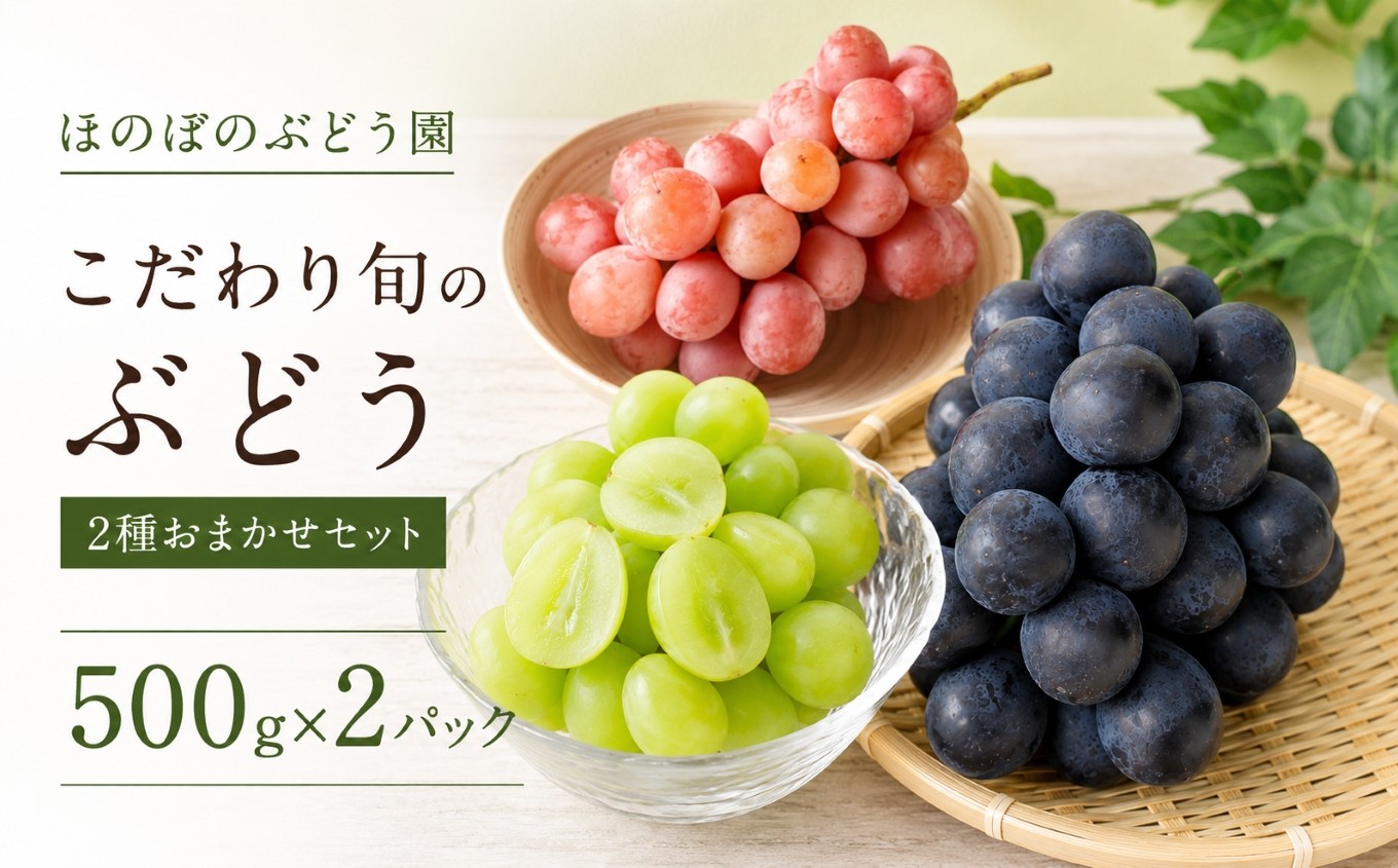 
                  美浜町産 こだわり旬のぶどう 2種おまかせセット  500g×2 | シャインマスカット ピオーネ グロスクローネ タカスミ クイーンニーナ ぶどう 果物 くだもの フルーツ ふるーつ 濃厚 季節限定 先行予約 旬 人気 おすすめ 愛知県 美浜町
                
