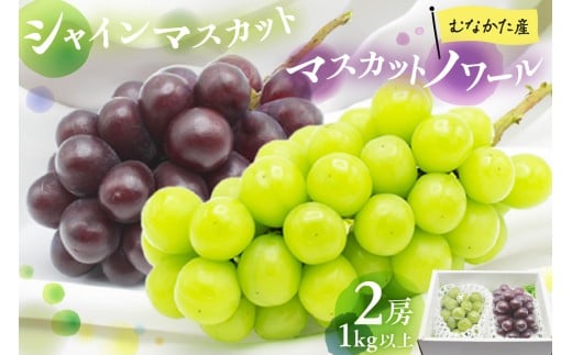 JAむなかた厳選【むなかた産シャインマスカット・マスカットノワール】2房(1kg以上)【JAほたるの里】_HA1475