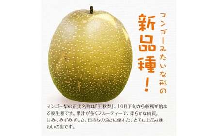 FKP9-652 【先行予約】 マンゴー梨（王秋梨） 約2.5kg なし ナシ 和梨 和なし 和ナシ ブランド梨