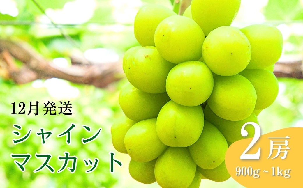 
            【2026年先行予約】12月発送 氷温貯蔵シャインマスカット 約900g ~ 1kg（2房） 葡萄 ブドウ 白ぶどう 種無し 種なし 皮ごと 千曲市 長野県 信州
          