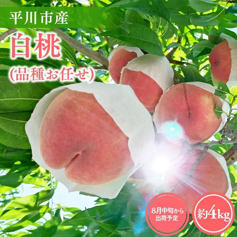 白桃 品種お任せ(あかつき/まどか/伊達白桃) 約４㎏【hi-0064-004】