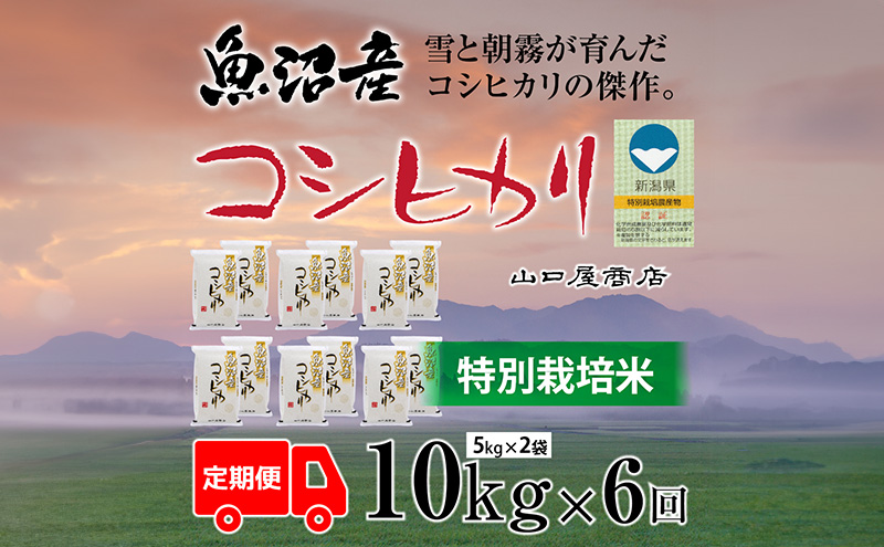 定期便 全6回 特別栽培米 魚沼産コシヒカリ 5kg×2袋