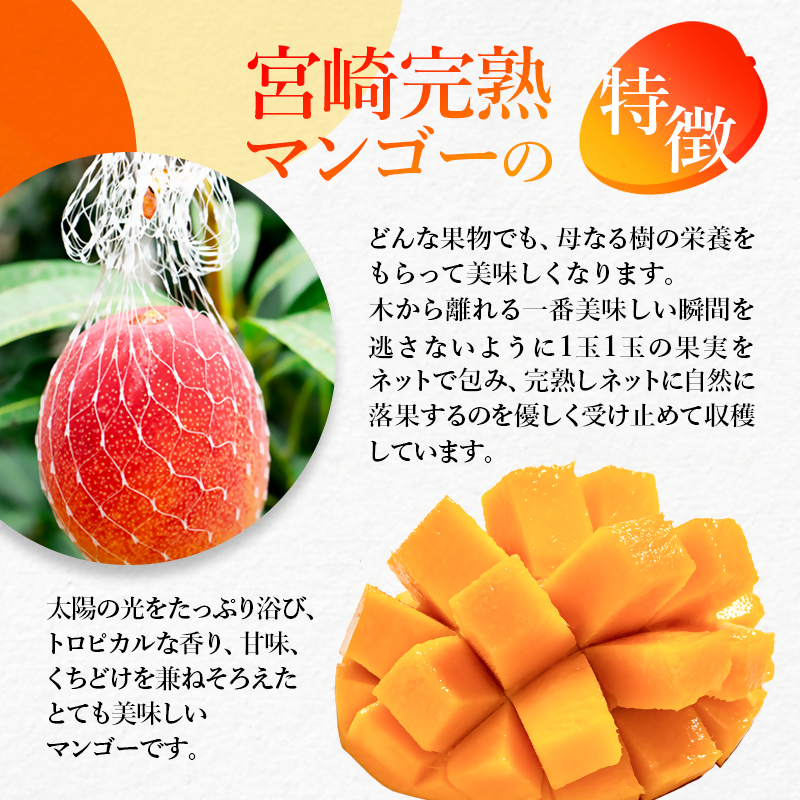 【お中元ギフト】 西都産完熟マンゴー 2L×2玉（700ｇ以上）鉢植栽培《先行予約》＜1.5-130＞