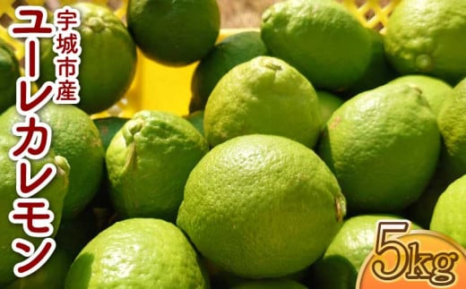 ユーレカ レモン 約5kg（35玉前後）【清水果樹園】【2026年11月上旬から11月下旬発送予定】 レモン 檸檬 国産レモン ノーワックス 防腐剤不使用 柑橘  調味料 国産 九州 熊本県 宇城市