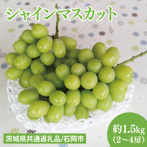 【先行予約】【2025年９月上旬～10月中旬発送】シャインマスカット約1.5kg（２～４房）【茨城県共通返礼品/石岡市】（MF-6）