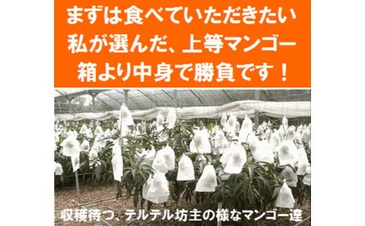 中身で勝負している石垣島産マンゴー