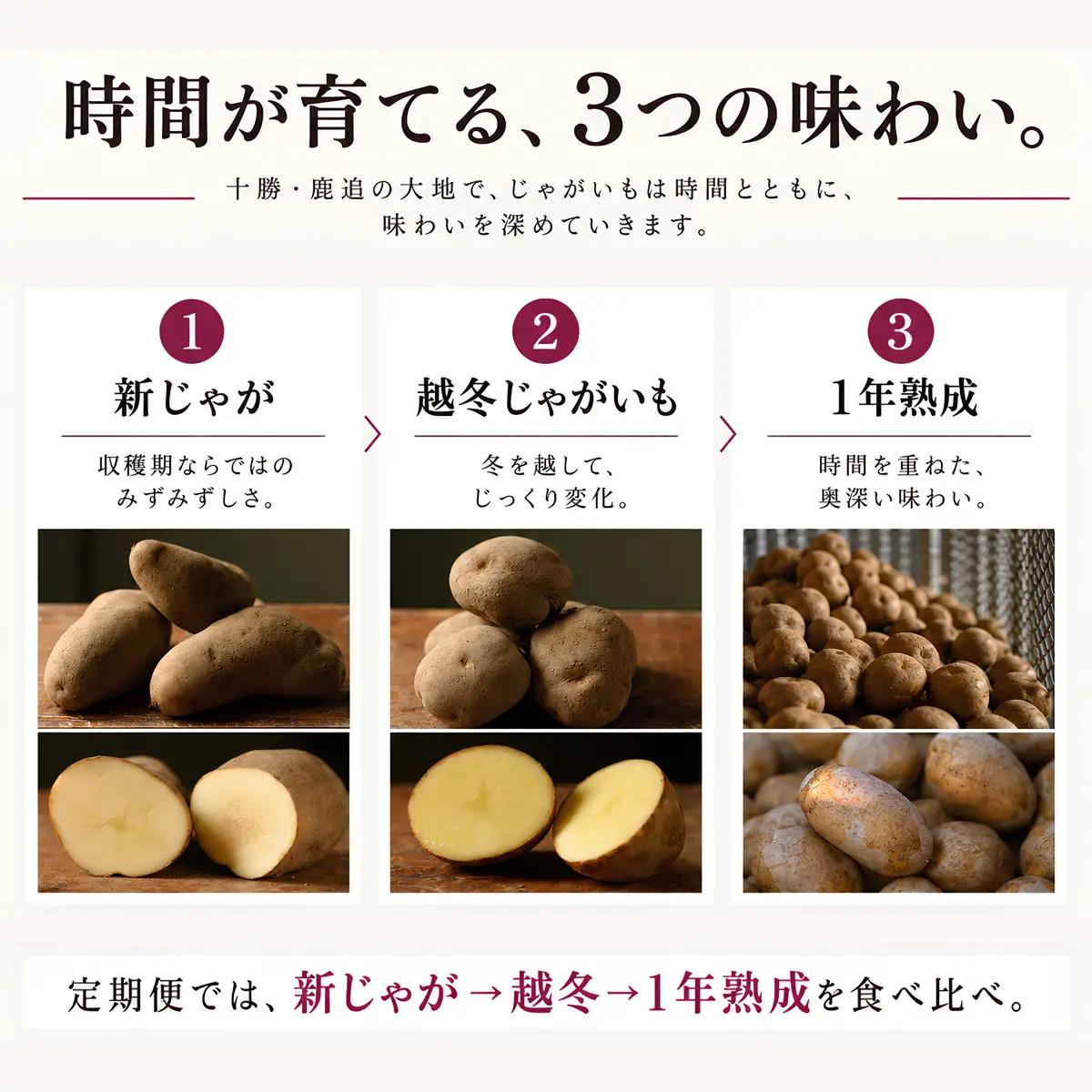 【全3回／メークイン】じゃがいもは、寝かせるほどおもしろい。新じゃが・越冬・1年熟成定期便 SKAH008