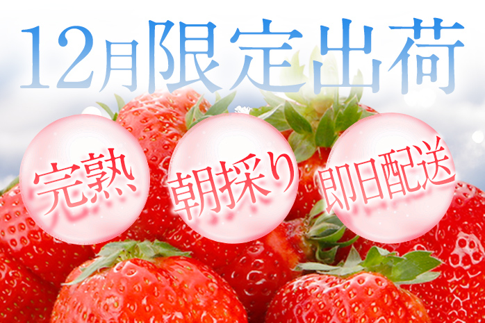 年内発送 12月限定 高級 あまおう ギフト 数量限定 400g以上（約12粒～16粒程度）【2025年12月出荷予定】 福岡県 大木町 BD06