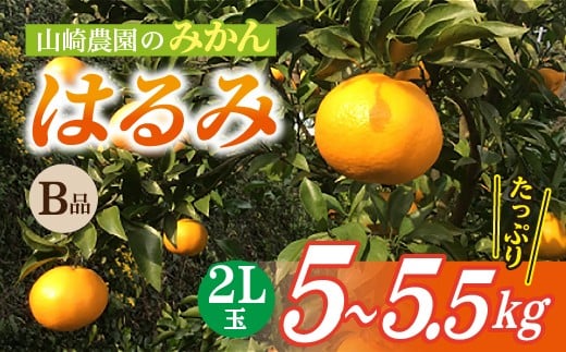 
                  【3月上旬頃から順次発送】甘くジューシーで爽やかな味わい 山崎農園のはるみ B級品 2L 5.0〜5.5kg 数量限定 みかん _b-486
                