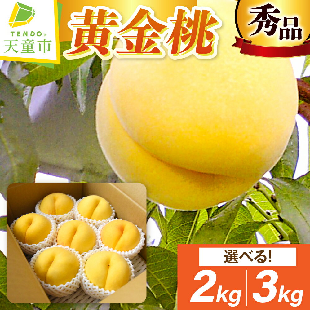 【ふるさと納税】 もも ( 黄金桃 ) 選べる 2kg / 3kg 秀品 大玉 令和8年産 先行予約 2026年 山形県産 桃 黄桃 果物 フルーツ のし 贈答 ギフト おすそ分け 期間限定 冷蔵便 送料無料 産地直送 お取り寄せ 【 山形県 天童市 】