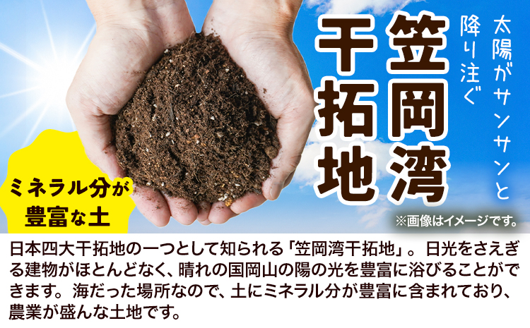 【2025年先行予約】 しお風新たまねぎ 約15kg 2025年発送 先行予約《5月下旬-6月上旬頃出荷》 玉ねぎ 新たまねぎ 玉葱 たまねぎ 新玉 野菜 青果物 岡山県 笠岡市---223_733_