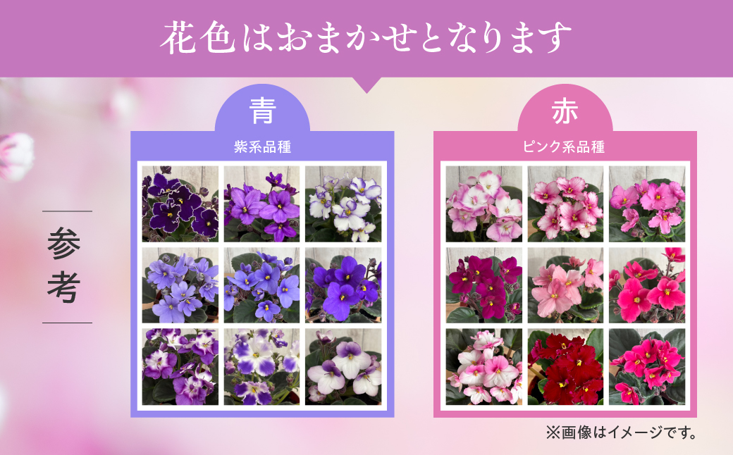 【ふるさと納税】産地直送 セントポーリア3鉢セット 四季咲き 花　家庭菜園 3.5号鉢 ポット苗 母の日 人気 おまかせ 室内　初心者　栽培　鉢植え　送料無料　ロイヤルグリーン　ガーデニング　土　趣味