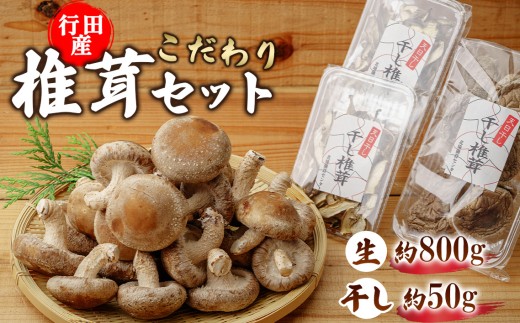 行田産こだわり椎茸セット（生椎茸・干し椎茸） ／ きのこ しいたけ シイタケ 埼玉県 No.005