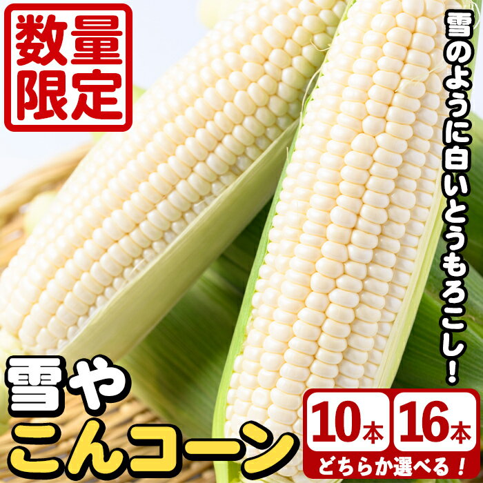 【ふるさと納税】＜先行予約受付中！2025年6月中旬以降順次発送予定＞＜容量が選べる！＞白いとうもろこし「雪やこんコーン」(10〜16本) 国産 トウモロコシ 玉蜀黍 ホワイト コーン 野菜 糖度 夏 イネ科 数量限定 期間限定【うとさんち】
