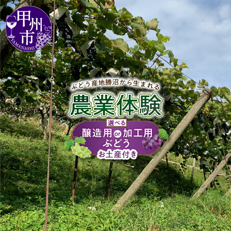 【ふるさと納税】 農業体験 選べる 体験内容 醸造用 加工用 ぶどう 傘掛け体験 収穫体験 7月 10月 収穫 自然 初心者 自家製 ワイン ぶどうジュース お土産付き 農業 体験 山梨県 甲州市 （BDB）