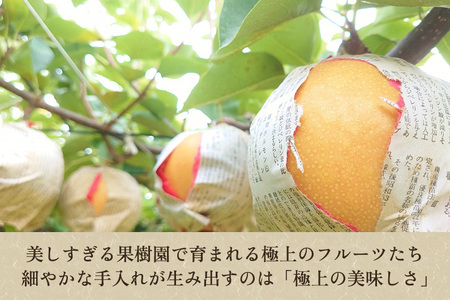【2026年先行予約】たかはし果樹園 謹製 新潟県産和梨 新高 約3kg 《9月下旬～順次配送》にいたか たかはし果樹園新高梨