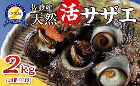 佐渡産 天然活サザエ 2kg 20個前後 サザエ