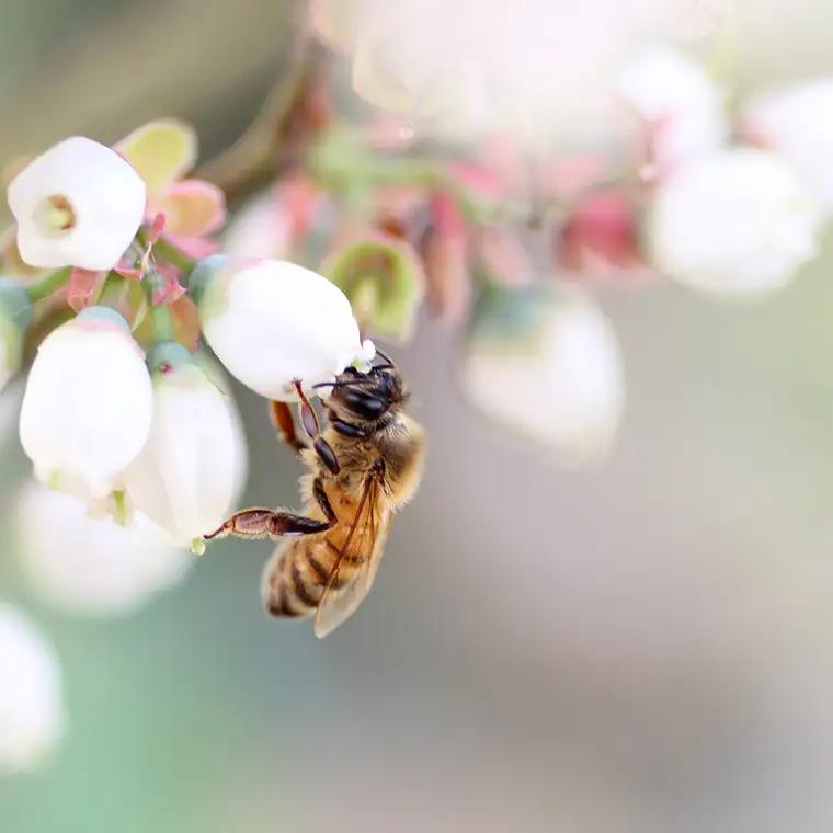 【数量限定】 山桜 はちみつ と春の 田舎 はちみつ の 3種 ギフトセット [Ｂ3山桜] 【茨城県共通返礼品／五霞町】 280g×3 ボトル 生ハチミツ 非加熱 国産 国産はちみつ ハチミツ 茨城県