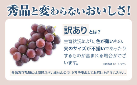 【先行予約】岡山県産 訳ありつる付きニューピオーネ 2房 530g以上 露地栽培 有限会社ホーティカルチャー神島《9月中旬-10月中旬頃出荷》岡山県 浅口市 葡萄 果物【配送不可地域あり】
