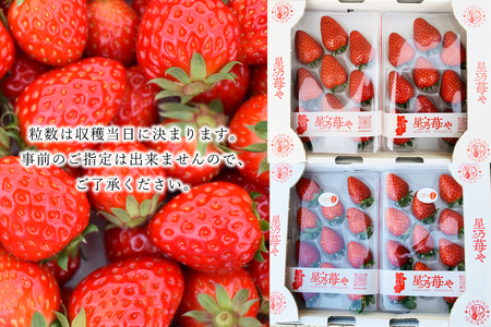 いちご 奈良県ブランドいちご 古都華2パック2月発送