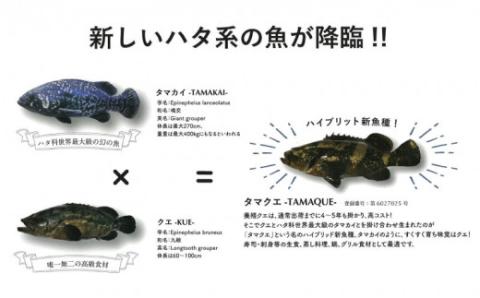 クエ 鍋セット 1kg タマクエ 切り身 ＋ アラ 合計 4~6人前(500g×2) 冷凍 クエ 高級  鍋 海鮮 刺身 新鮮 白身 規格外 レモン ギフト プレゼント 愛南サン・フィッシュ