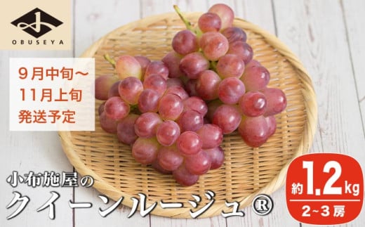 クイーンルージュ_ 約1.2kg 2～3房 ［小布施屋］ 果物 フルーツ ぶどう 葡萄 令和8年産【2026年9月中旬～11月上旬発送】 ［A-705］