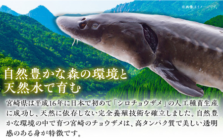 宮崎県産チョウザメの切り身70g×8パックセット 国産 宮崎県産 チョウザメ 切り身 切身 70g 8パック 高タンパク質 タンパク質 魚 冷凍 小分け パック 真空パック 唐揚げ ガーリックソテー